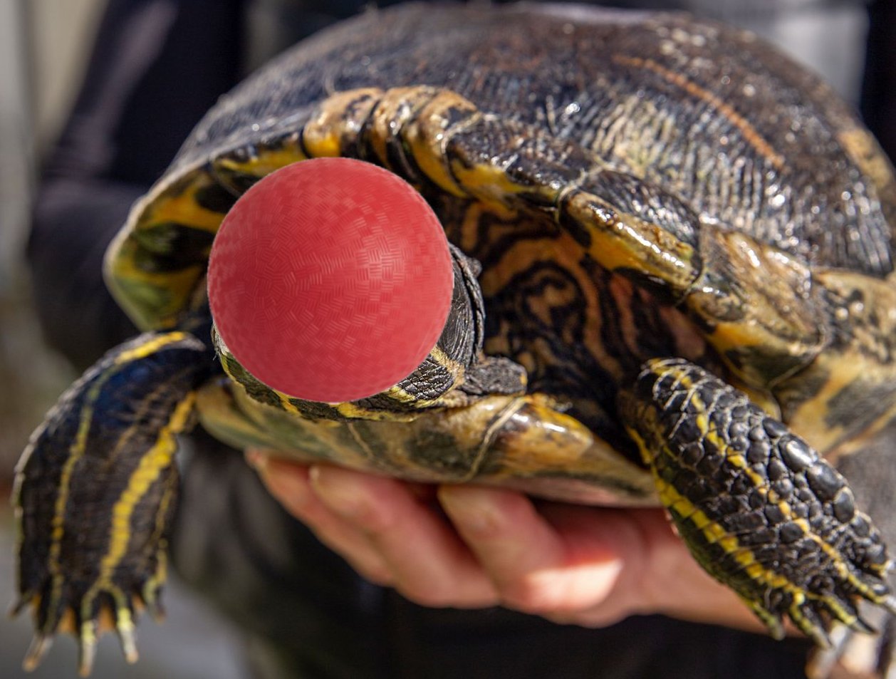 turtle with a ball for a head